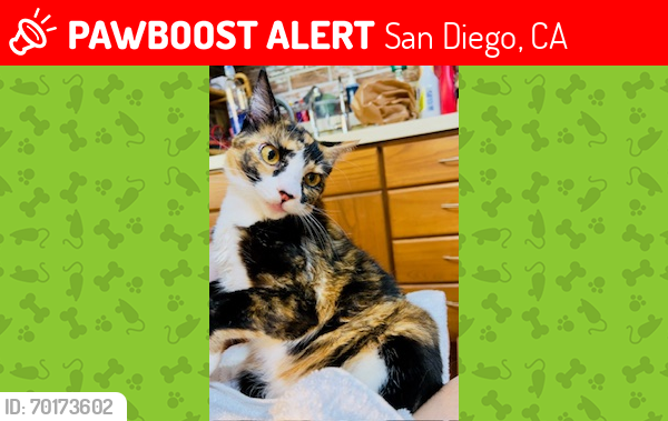 Lost Female Cat last seen RAEJEAN AVE & ROOT ST ON TOP OF CANYON ENTRANCE; SOMETIMES SEEN IN FRONT OF hses, San Diego, CA 92123