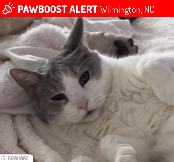 Lost Male Dog last seen River Road and Halyburton Parkway , Wilmington, NC 28412