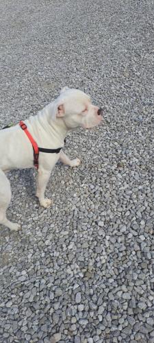 Lost Male Dog last seen Graham lane yelliwcreek park, Owensboro, KY 42303