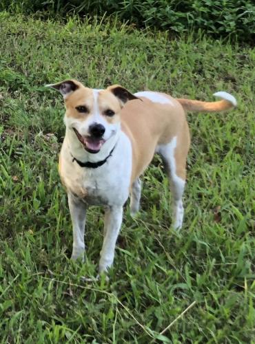 Lost Male Dog last seen Marsh Ave , 33905, Fort Myers, FL 33905