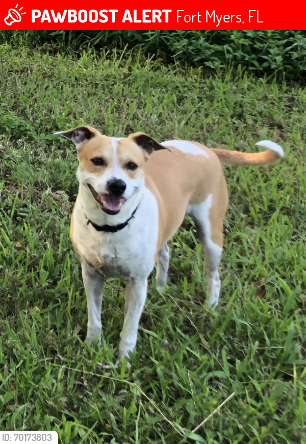 Lost Male Dog last seen Marsh Ave , 33905, Fort Myers, FL 33905