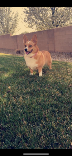 Lost Female Dog last seen South west 118th street and Rio bravo , Albuquerque, NM 87121