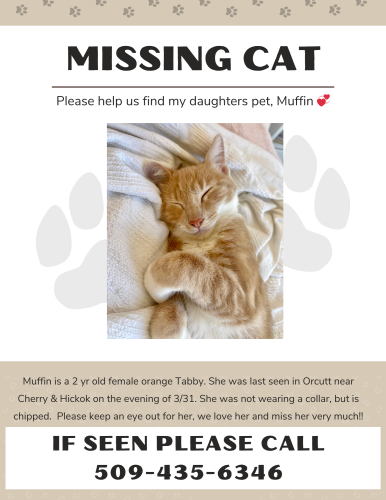 Lost Female Cat last seen Cherry & Hickok Circle (near the open field), Orcutt, CA 93455