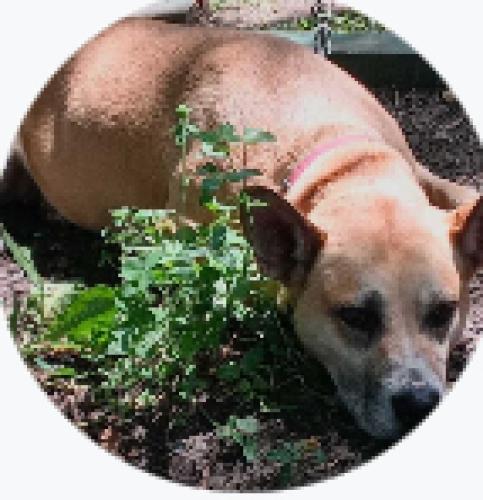Lost Female Dog last seen Near N pearl street , Bridgeton, NJ 08302