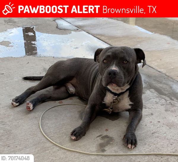 Lost Male Dog last seen Rey fausto dr , Brownsville, TX 78521