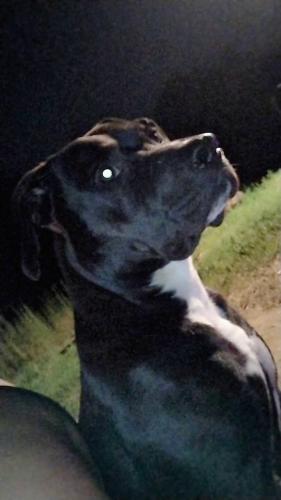 Lost Male Dog last seen Bob barton , Jerome, ID 83338