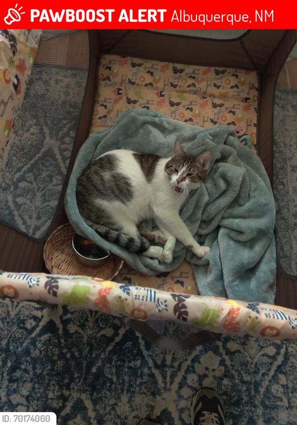Lost Male Cat last seen Cairo and Key West, Albuquerque, NM 87111