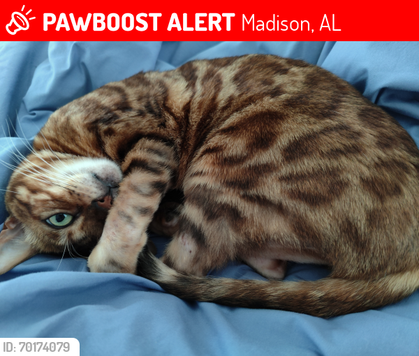 Lost Female Cat last seen Balch Road and Browsferry Road, Madison, AL 35758