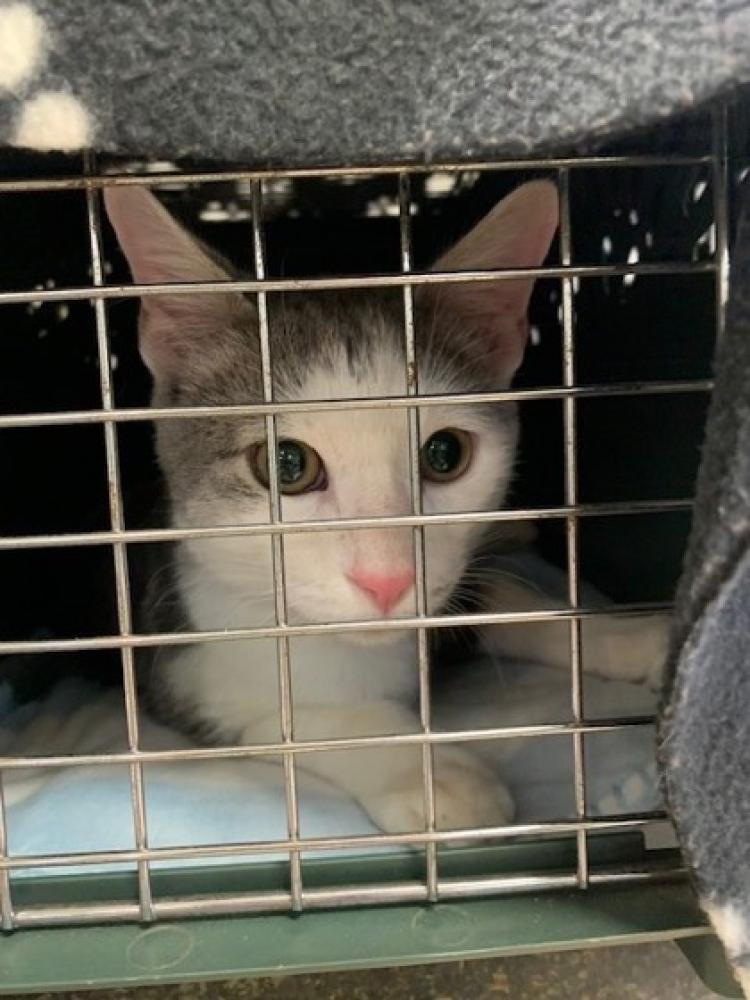 Shelter Stray Male Cat last seen Reston, VA, 20191, Red Maple Lane, Fairfax County, VA, Fairfax, VA 22032