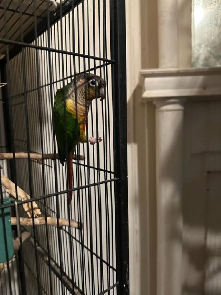 Shelter Stray Unknown Bird last seen Millville, OH 45013, West Chester Township, OH 45011