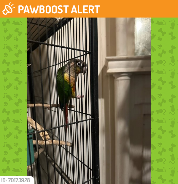 Shelter Stray Unknown Bird last seen Millville, OH 45013, West Chester Township, OH 45011