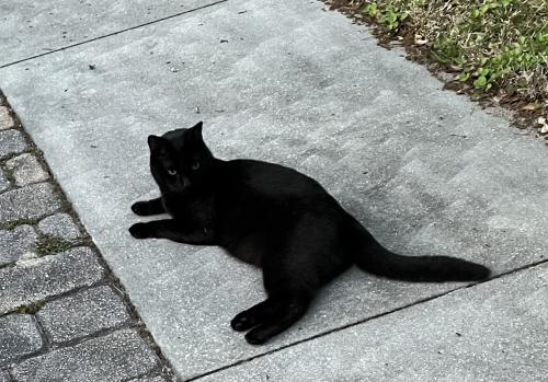 Found/Stray Male Cat last seen Stetson University area E Pennsylvania/ / N. Arlington, DeLand, FL 32724