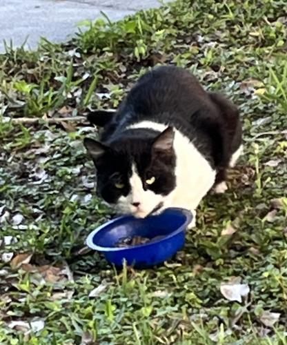 Found/Stray Unknown Cat last seen Stetson University area E. Pennsylvania/ N. Arlington , DeLand, FL 32724