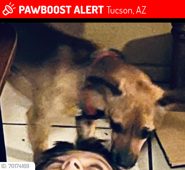 Lost Male Dog last seen Bellevue & PaloVerde , Tucson, AZ 85716