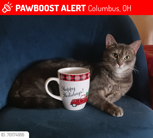 Lost Female Cat last seen Parsons, Columbus, OH 43206