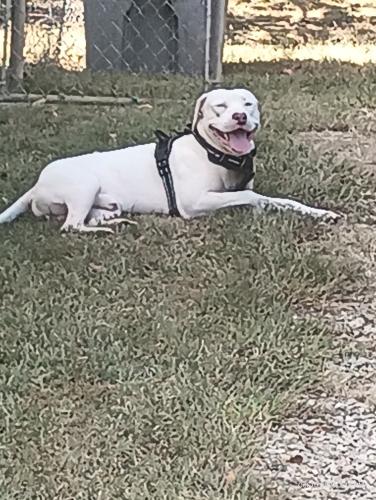 Lost Male Dog last seen Hilltop Ave, Evergreen, McCarty st, Greenville, SC 29609