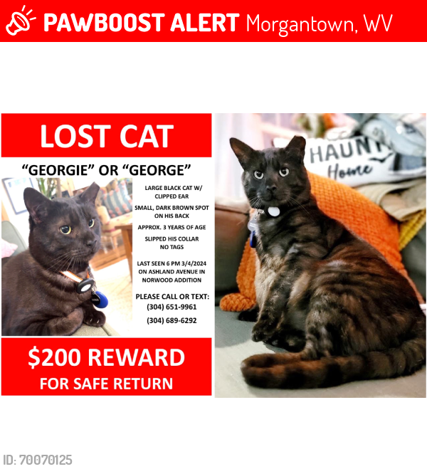 Lost Male Cat last seen Norwood Addition, Hillcrest St x Ashland Ave, Morgantown, WV 26505