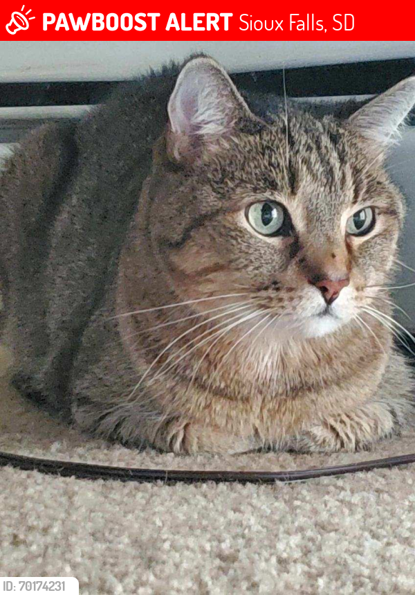 Lost Male Cat last seen Covel lake apmts , Sioux Falls, SD 57104