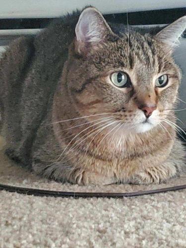 Lost Male Cat last seen Covel lake apmts , Sioux Falls, SD 57104