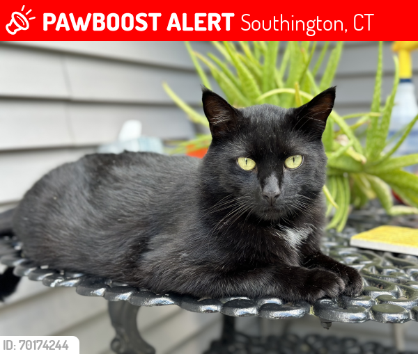 Lost Male Cat last seen Upper Meriden Ave , Southington, CT 06489