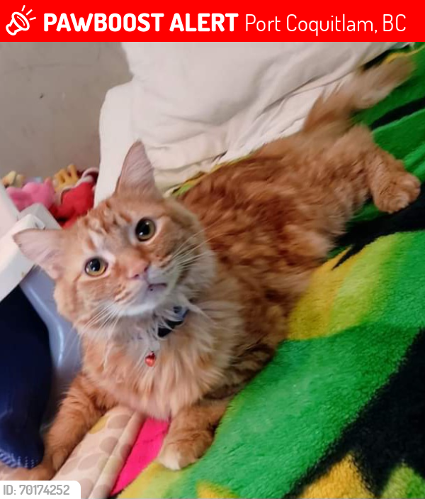 Lost Male Cat last seen Port Coquitlam First Nation Reserve , Port Coquitlam, BC 