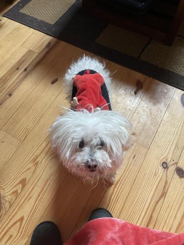 Lost Male Dog last seen Billy Billings and Jimmy Billings Rd, Watauga County, NC 28692