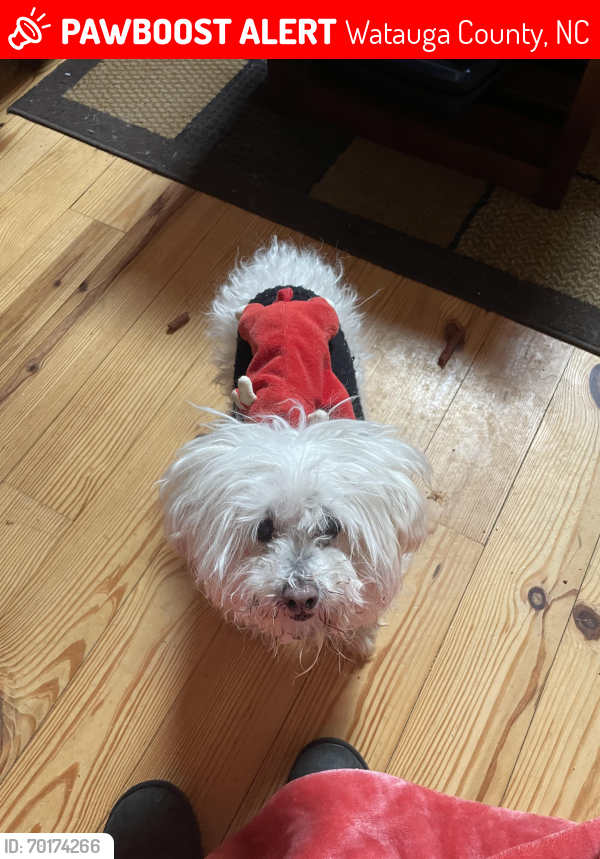Lost Male Dog last seen Billy Billings and Jimmy Billings Rd, Watauga County, NC 28692