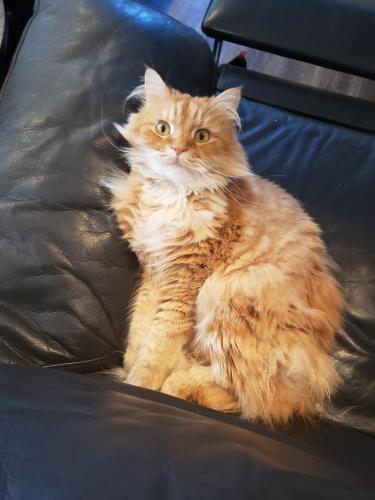 Lost Male Cat last seen Greenbrook Dr. and Greenlawn Dr., Danville, CA 94526