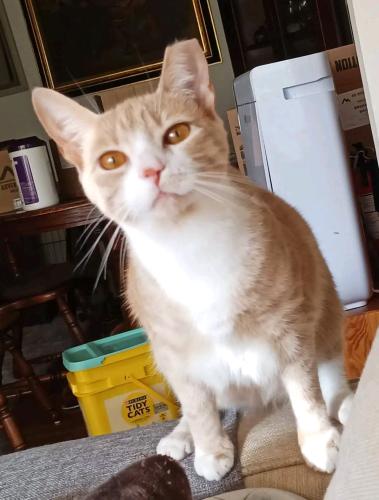 Lost Female Cat last seen Nine Mile Rd and Seven Pines , Sandston, VA 23150
