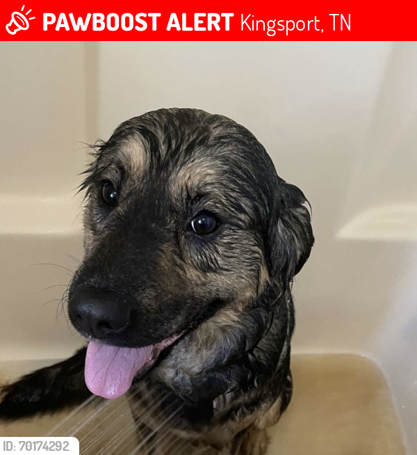 Lost Male Dog last seen Fordtown Road, Kingsport, Colonial Heights area  , Kingsport, TN 37663