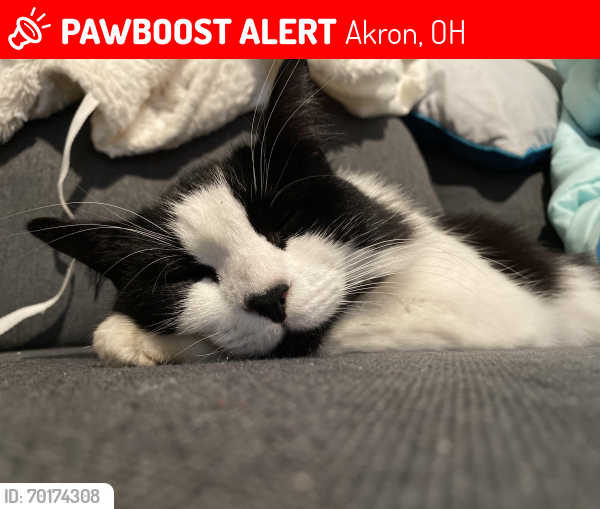 Lost Female Cat last seen Findley CLC, Akron, OH 44310