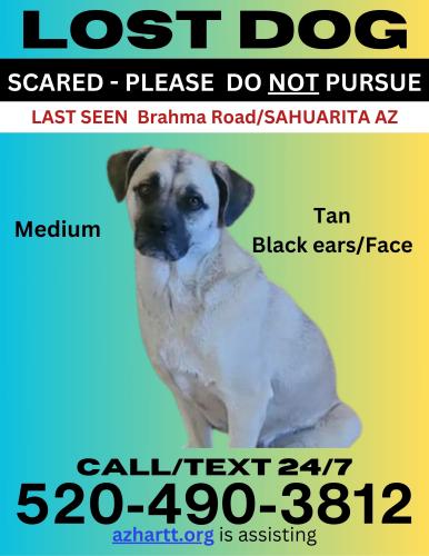 Lost Female Dog last seen Sahuarita Road , Pima County, AZ 85641