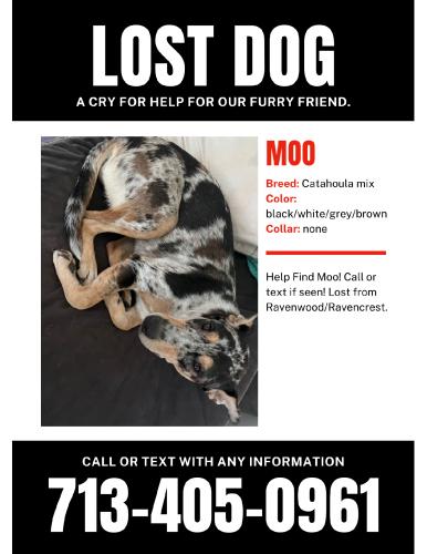 Lost Female Dog last seen Sorters Rd near northpark Dr, Porter, TX 77365