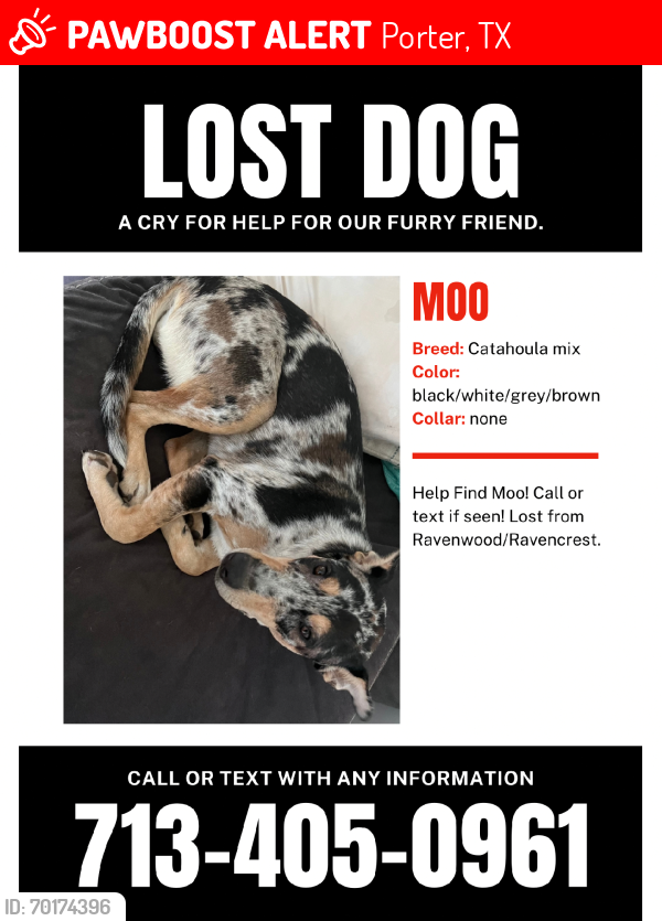 Lost Female Dog last seen Sorters Rd near northpark Dr, Porter, TX 77365