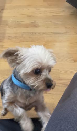 Lost Male Dog last seen Westgate ave near public school, Queens, NY 11434