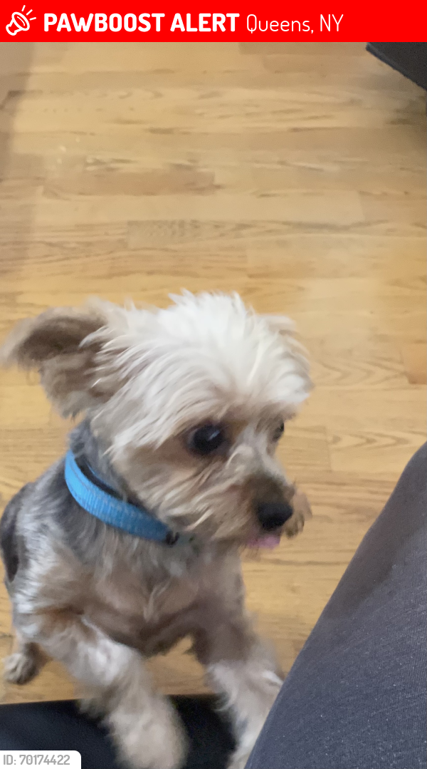 Lost Male Dog last seen Westgate ave near public school, Queens, NY 11434