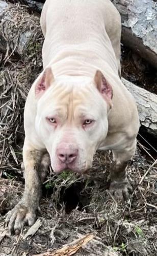 Lost Male Dog last seen Haralson Mill RD NE , Conyers, GA 30012