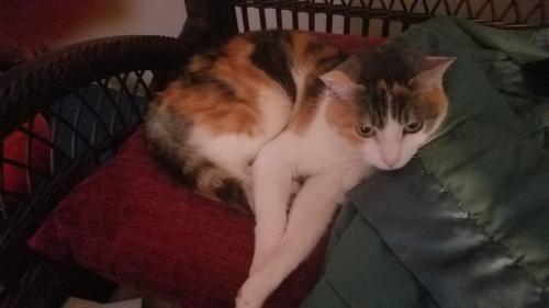 Lost Female Cat last seen Near Starbucks, , Yakima, WA 98908