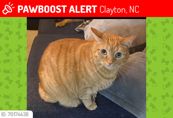 Lost Male Cat last seen Marino Place and Hutson , Clayton, NC 27527