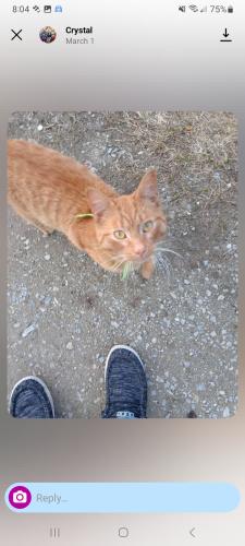 Lost Male Cat last seen Heights Ravenna and cloverville rd fruitport, Fruitport, MI 49415