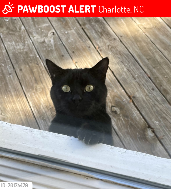 Lost Female Cat last seen Park Crossing Neighborhood , Charlotte, NC 28210