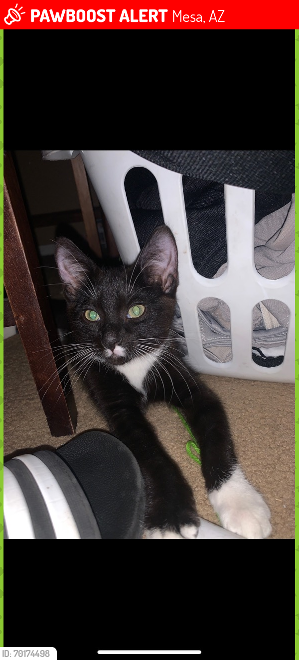 Lost Male Cat last seen Southern and Higley , Mesa, AZ 85206