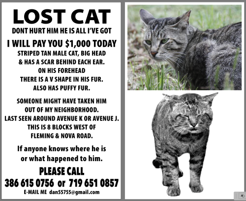 Lost Male Cat last seen AVE K  AND BOYLES , Ormond Beach, FL 32174