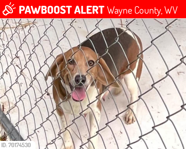 Lost Female Dog last seen Spring Valley Rd and Rt 75 area, Wayne County, WV 25704