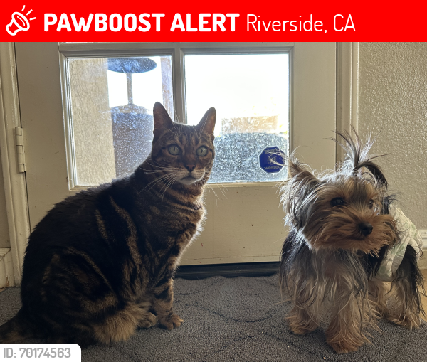 Lost Female Cat last seen Mission Grove and Lakewood Drive, Riverside, CA 92506