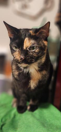 Lost Female Cat last seen Royal arms Bowling Green KY, Bowling Green, KY 42101