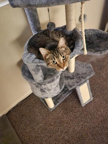 Lost Male Cat last seen Bell and 33rd ave, Phoenix, AZ 85053