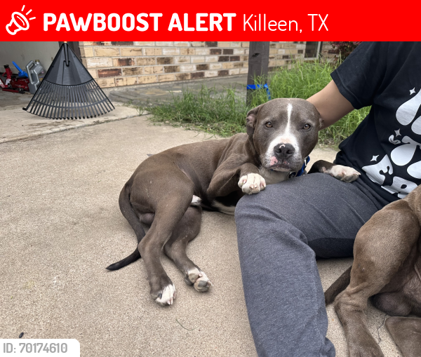 Lost Male Dog last seen Zephyr road and dugger circle , Killeen, TX 76540
