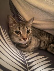 Reunited Female Cat last seen 13th -14th ash st, Wichita, KS 67214