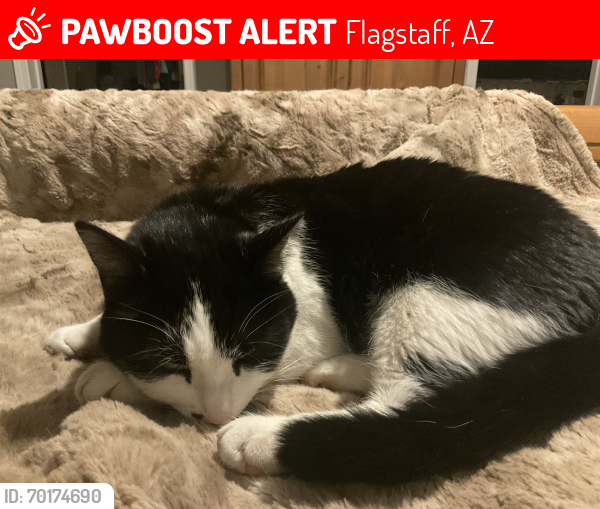 Lost Female Cat last seen Walnut meadows , Flagstaff, AZ 86004